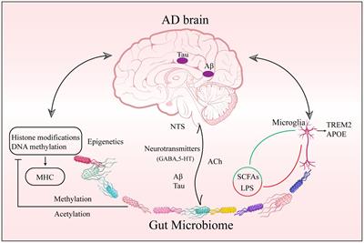 The potential of the gut microbiome for identifying Alzheimer’s disease diagnostic biomarkers and future therapies